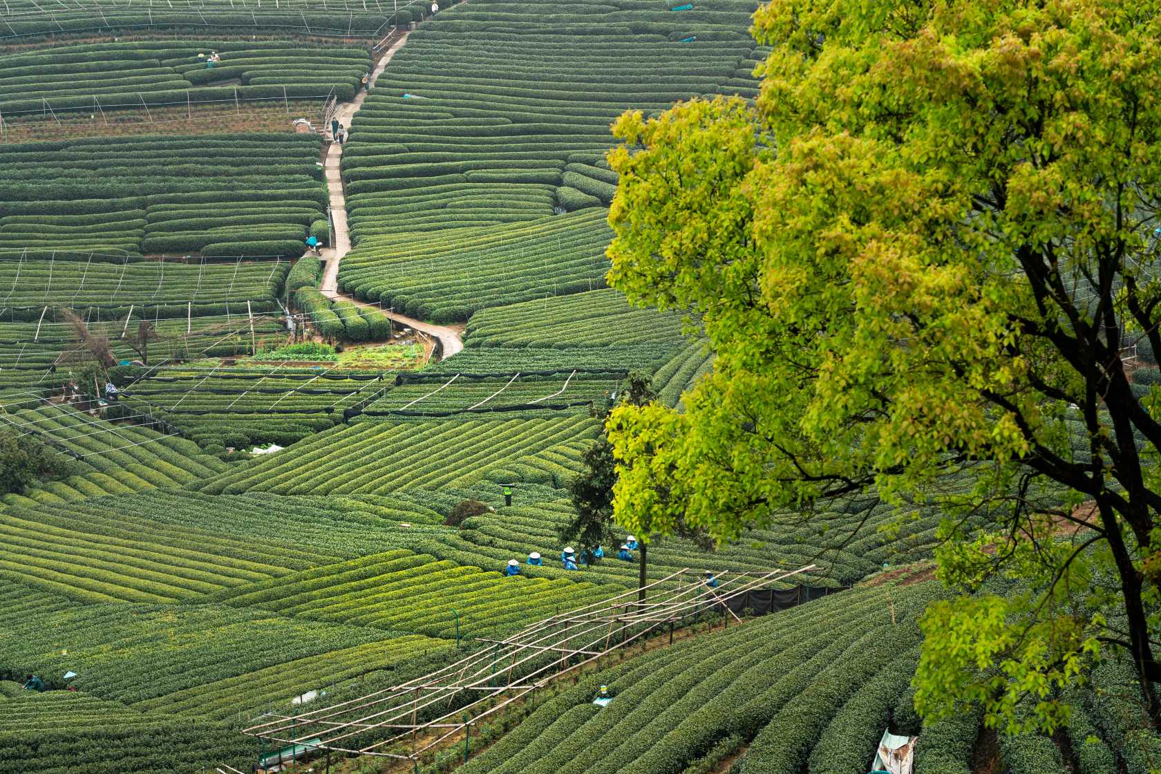 Terraced tea plantations on the hills of Longjing, Hangzhou, China